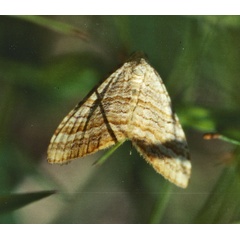 /filer/webapps/moths/media/images/P/pudicata_Mimoclystia_A_Roland_01.jpg