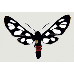 /filer/webapps/moths/media/images/C/cerbera_Amata_AM_deFreina.jpg