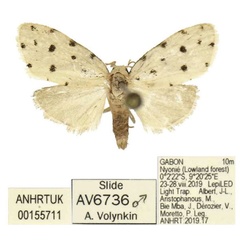 /filer/webapps/moths/media/images/M/mikrotera_Siccia_PTM_ANHRT.jpg