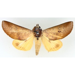 /filer/webapps/moths/media/images/A/avimolestum_Hemiceratoides_AM_TMSA_04.jpg
