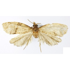 /filer/webapps/moths/media/images/O/ocladia_Clepsis_HT_RMCA.jpg