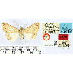 /filer/webapps/moths/media/images/O/orientalis_Clytie_HT_BMNH.jpg