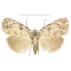 /filer/webapps/moths/media/images/X/xantholeuca_Ezishnola_AF_ANHRT_01.jpg