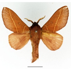 /filer/webapps/moths/media/images/X/xanthogramma_Phoenicladocera_AM_Basquin_02.jpg