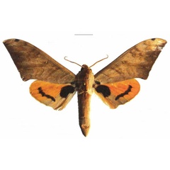 /filer/webapps/moths/media/images/O/occidentalis_Pseudoclanis_AM_EMEMa.jpg