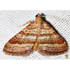 /filer/webapps/moths/media/images/P/pudicata_pudicata_Mimoclystia_A_Braun_07.jpg