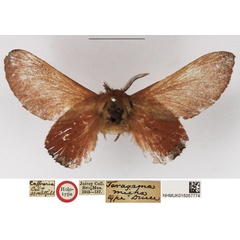 /filer/webapps/moths/media/images/M/micha_Taragama_HT_NHMUK.jpg
