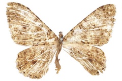 Afroracotis squalida uhligi