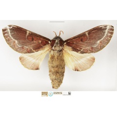 /filer/webapps/moths/media/images/R/rufaria_Taragama_STF_NHMUK.jpg