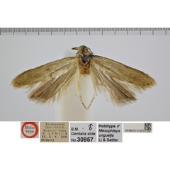 /filer/webapps/moths/media/images/U/unguella_Mesophleps_MHT_NHMUK.jpg