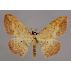 /filer/webapps/moths/media/images/C/caesaria_Scopula_A_ZSM_01.jpg