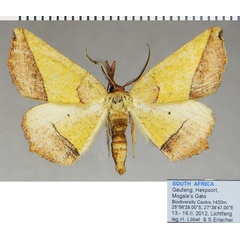 /filer/webapps/moths/media/images/T/tripartita_Drepanogynis_AM_ZSMa.jpg