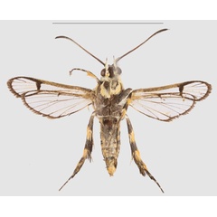 /filer/webapps/moths/media/images/R/riefenstahli_Crinipus_HT_SMNSb.jpg