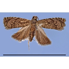 /filer/webapps/moths/media/images/A/albistrigulata_Thylacogaster_HT_MRSN.jpg