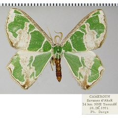 /filer/webapps/moths/media/images/M/marginata_Archichlora_AM_ZSMa.jpg