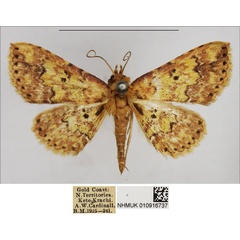 /filer/webapps/moths/media/images/T/thermesialis_Cerynea_AM_NHMUK.jpg