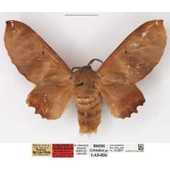 /filer/webapps/moths/media/images/A/axividia_Opisthodontia_PTF_NHMUK.jpg