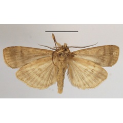 /filer/webapps/moths/media/images/A/africana_Pseudoscrancia_A_MGCLb_01.JPG