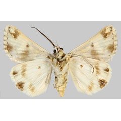 /filer/webapps/moths/media/images/A/albifusa_Cerocala_HT_MNHNb.jpg