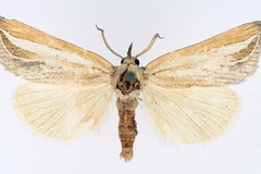 Leiorhynx argentifascia