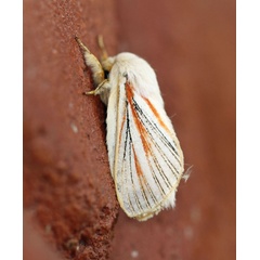 /filer/webapps/moths/media/images/N/nigrolineata_Grammodora_A_Voaden_01.jpg