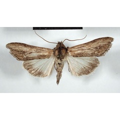 /filer/webapps/moths/media/images/D/daedalis_Cucullia_AM_MSNM.jpg