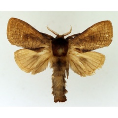 /filer/webapps/moths/media/images/R/rufithorax_Lebedodes_AM_TMSA_02.jpg