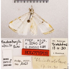 /filer/webapps/moths/media/images/A/allecto_Pseudocatharylla_HT_MHNG.jpg