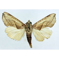 /filer/webapps/moths/media/images/T/triobliqua_Oraesia_AM_ISEA.jpg