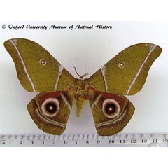 /filer/webapps/moths/media/images/A/alcestris_Gonimbrasia_AF_OUMNH_02.jpg