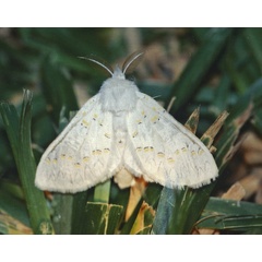 /filer/webapps/moths/media/images/D/decorata_Desmeocraera_A_Roland_01.jpg