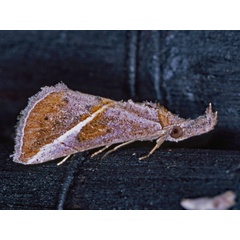 /filer/webapps/moths/media/images/T/tinctalis_Zekelita_A_Roland_01_uk9S3ha.jpg