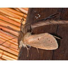 /filer/webapps/moths/media/images/S/subrosea_Laelia_A_Roland_01.jpg
