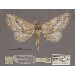 /filer/webapps/moths/media/images/T/tornisecta_Scopula_PTF_OUMNHa_03.jpg