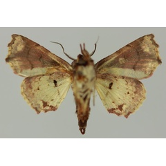 /filer/webapps/moths/media/images/S/snelleni_Eutelia_AF_MNHNb.jpg