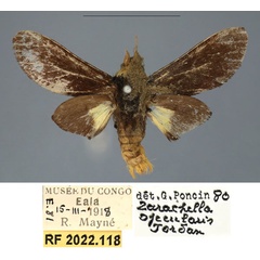 /filer/webapps/moths/media/images/S/schoutedeni_Casphalia_AM_RMCA.jpg