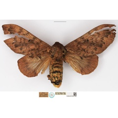 /filer/webapps/moths/media/images/T/toroensis_Gastroplakaeis_STF_NHMUK.jpg