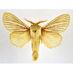 /filer/webapps/moths/media/images/N/nigrolineata_Grammodora_AM_NHMO.jpg