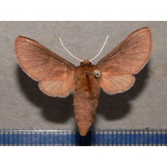 /filer/webapps/moths/media/images/H/haematica_Metarctia_A_Goff.jpg