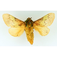 /filer/webapps/moths/media/images/V/vitilena_Latoia_AF_TMSA.jpg