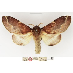 /filer/webapps/moths/media/images/D/diplocyma_Taragama_HT_NHMUK.jpg