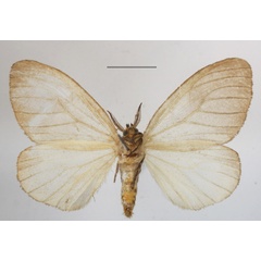 /filer/webapps/moths/media/images/P/promelaena_Stracena_AM_MGCLb_01.JPG