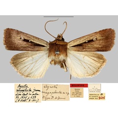 /filer/webapps/moths/media/images/M/megaplecta_Agrotis_HT_MNHNa.jpg