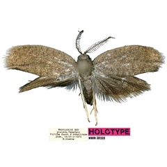 /filer/webapps/moths/media/images/V/volontany_Typhonia_HT_MNHN.jpg