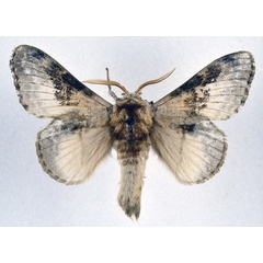 /filer/webapps/moths/media/images/A/affinis_Schausinna_AM_NHMO_01.jpg