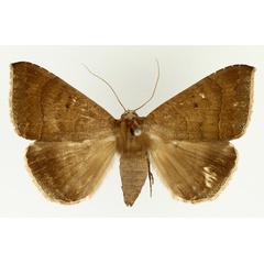 /filer/webapps/moths/media/images/S/sordida_Achaea_AF_TMSA_01.jpg