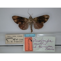 /filer/webapps/moths/media/images/E/extensa_Eudrapa_HT_RMCA_01.jpg