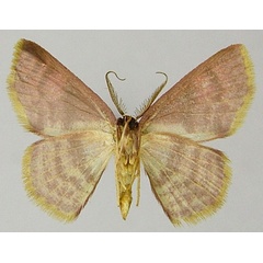 /filer/webapps/moths/media/images/P/ptolegenes_Chrysocraspeda_AM_ZSMb.jpg