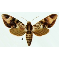 /filer/webapps/moths/media/images/J/jordani_Pemba_HT_BMNH_12_2.jpg