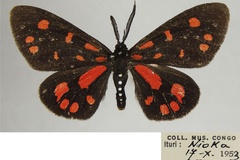 Terina sanguinarea